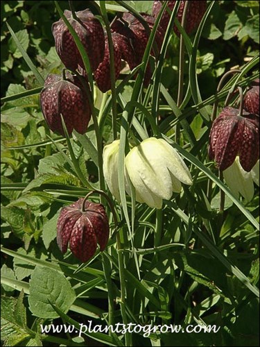 A white and purple\maroon colored growing together